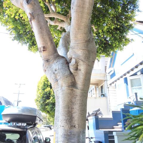 826 Moultrie St tree