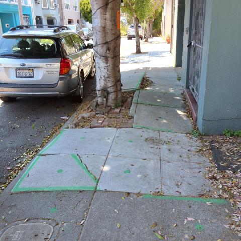 834 Moultrie St. tree