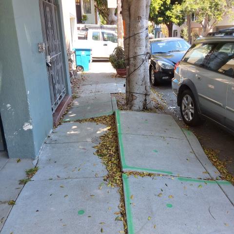 834 Moultrie St. tree