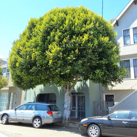 834 Moultrie St. tree