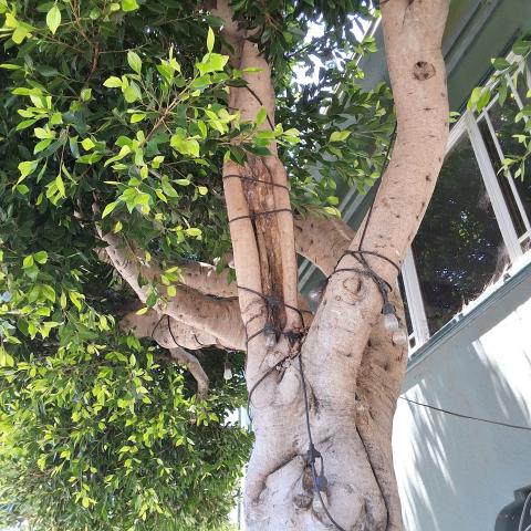 834 Moultrie St. tree