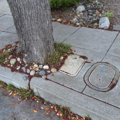 85 Turquoise Way tree
