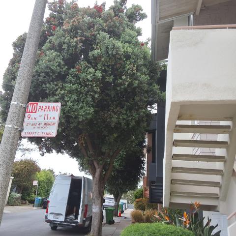85 Turquoise Way tree