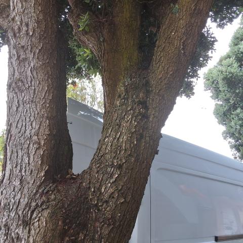 85 Turquoise Way tree