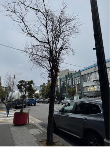 1121 Howard Street tree