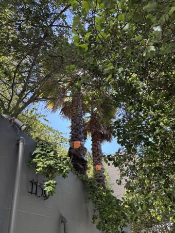1159 Green St trees 1 and 2