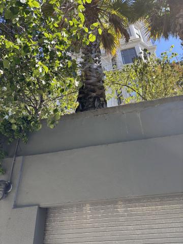 1159 Green St tree 2