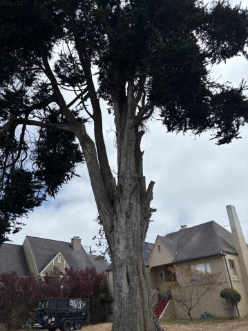 1165 Holloway Ave. tree