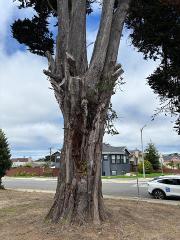 1165 Holloway Ave. tree