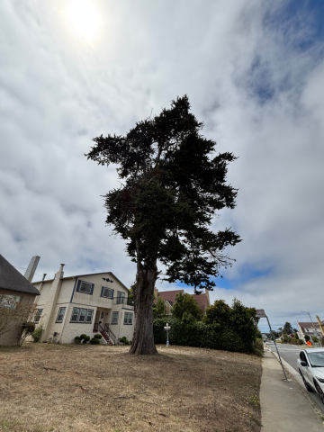 1165 Holloway Ave. tree