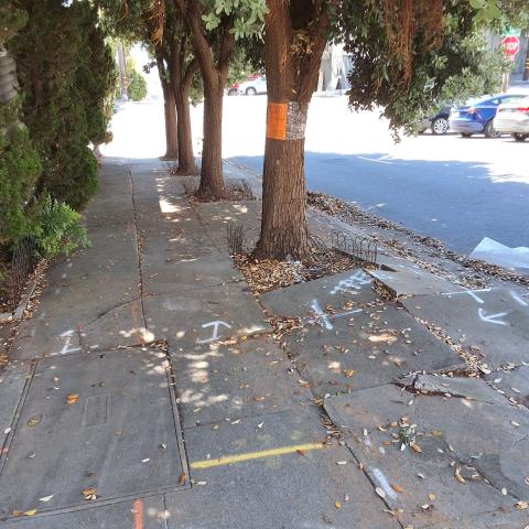 1287 Filbert St tree