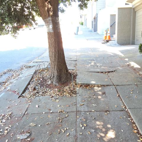1287 Filbert St tree