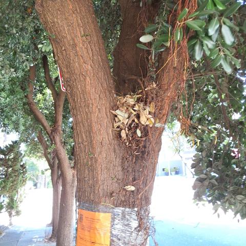 1287 Filbert St tree