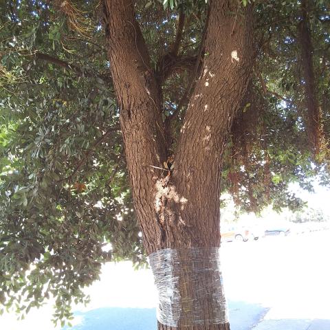 1287 Filbert St tree