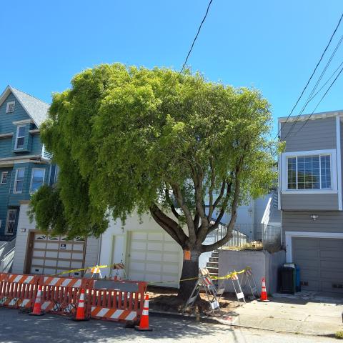 155 Edinburgh St. tree