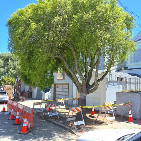 155 Edinburgh St. tree