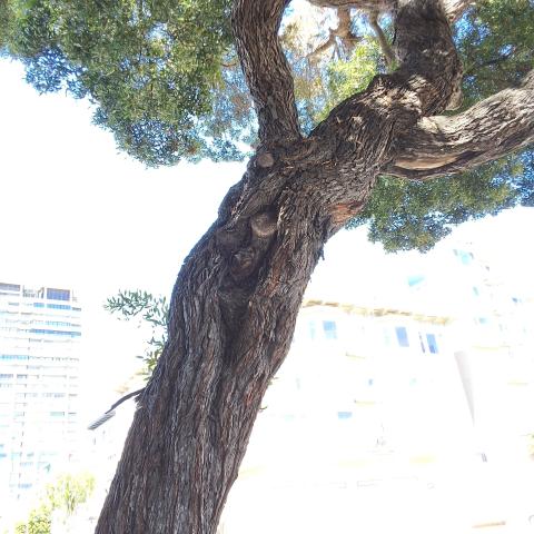 1653 Jones St tree