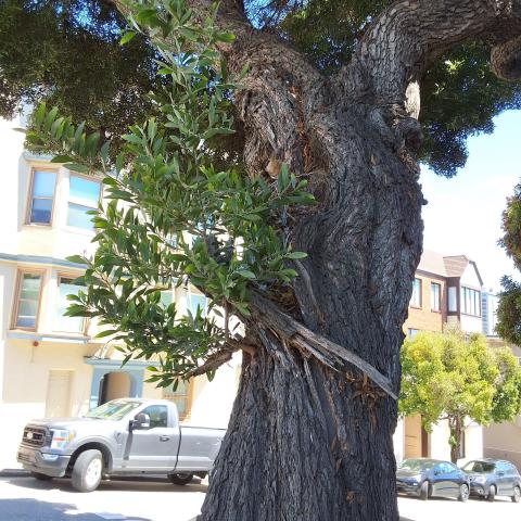 1653 Jones St tree
