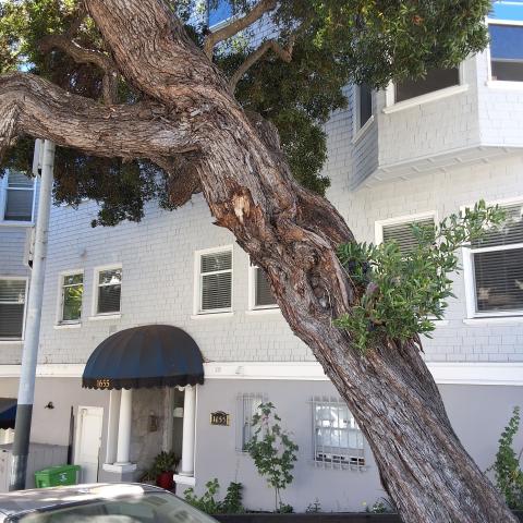 1653 Jones St tree