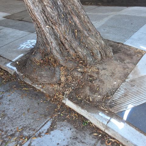 1653 Jones St tree
