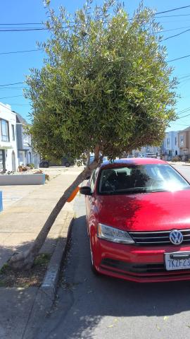 1954 44th Ave tree
