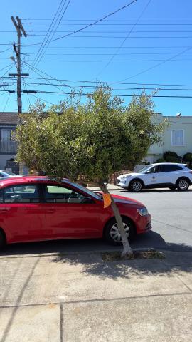 1954 44th Ave tree