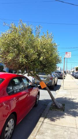 1954 44th Ave tree