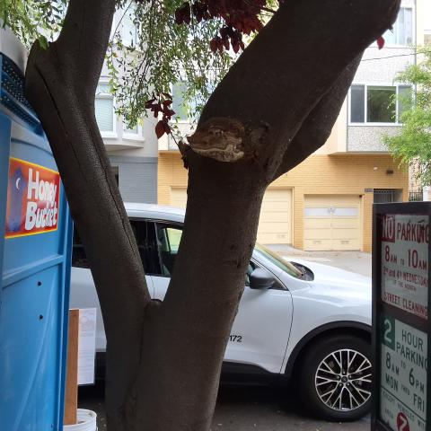 223 Fair Oaks tree