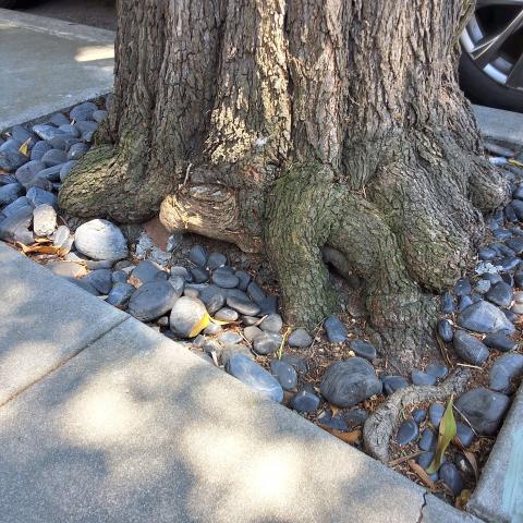 3636 Washington St tree