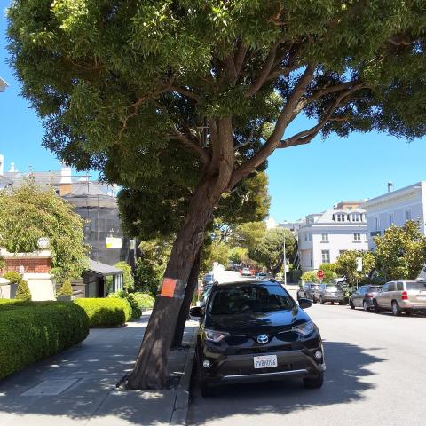 3636 Washington St tree