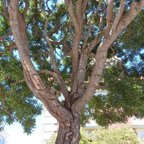 3636 Washington St tree