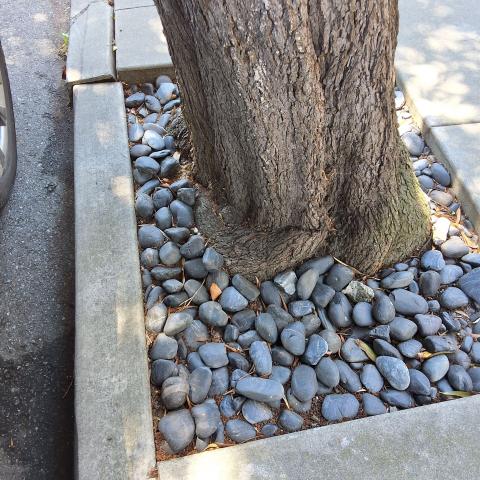 3636 Washington St tree