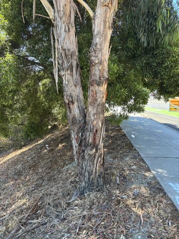 401 Hunters Point Blvd tree