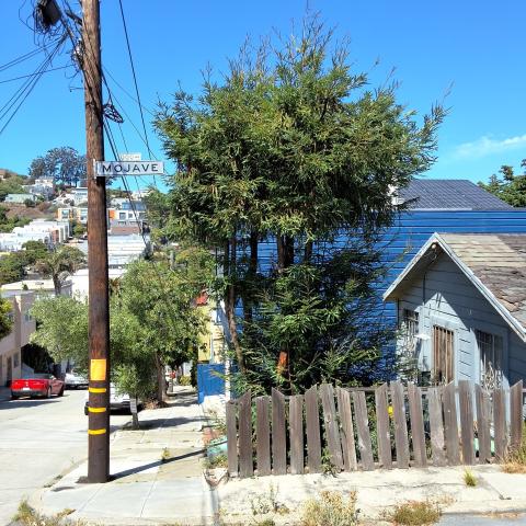 45 Bronte St tree