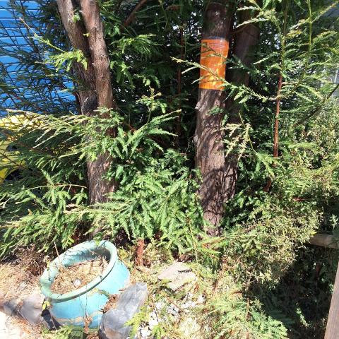 45 Bronte St tree