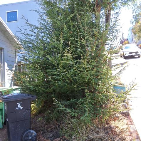 45 Bronte St tree