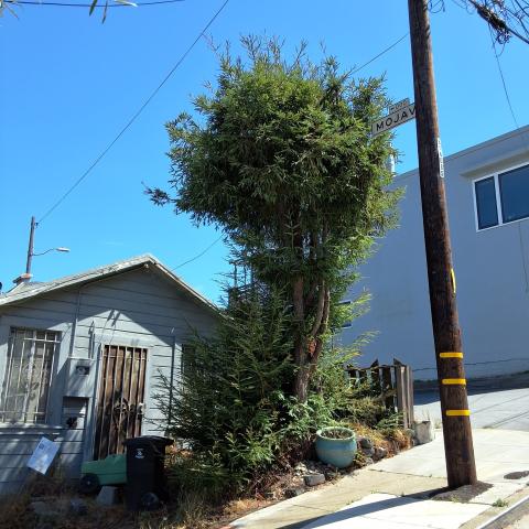 45 Bronte St tree