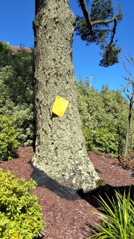 45 San Marcos Ave tree