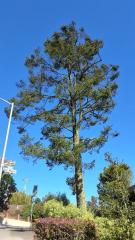 45 San Marcos Ave tree