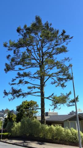 45 San Marcos Ave tree