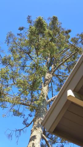 45 San Marcos Ave tree