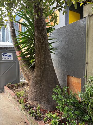 53 Sussex St tree