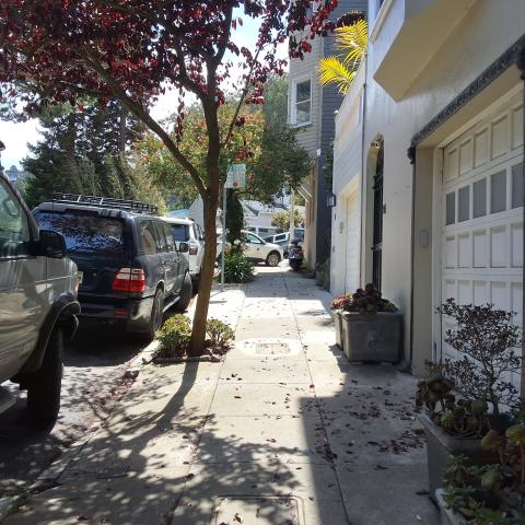 91 Woodland Ave tree