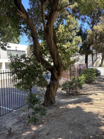 Mendell St tree