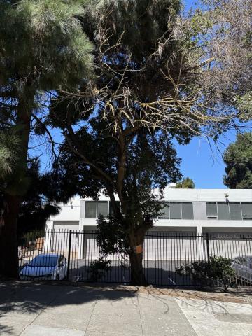Mendell St tree