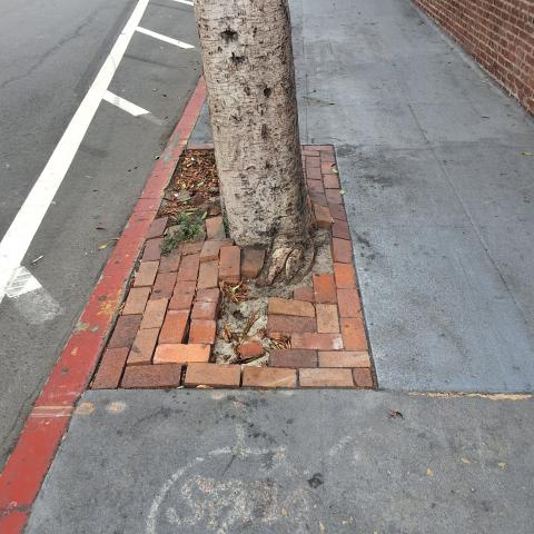 10 Hawthorne Street tree