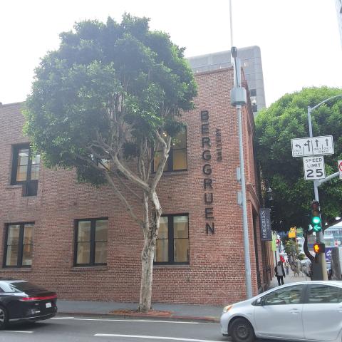 10 Hawthorne Street tree