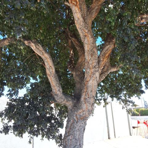 1201 Illinois St tree