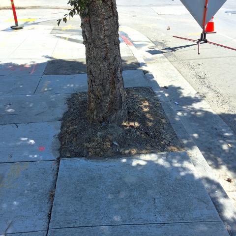 1201 Illinois St tree