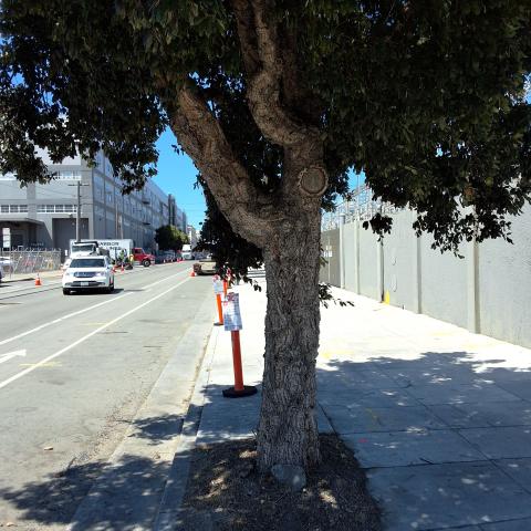 1201 Illinois St tree
